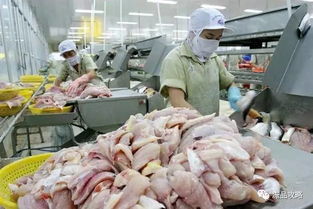 巴沙鱼越南最大生产商永环召回84000磅出口美国的冷冻鱼片