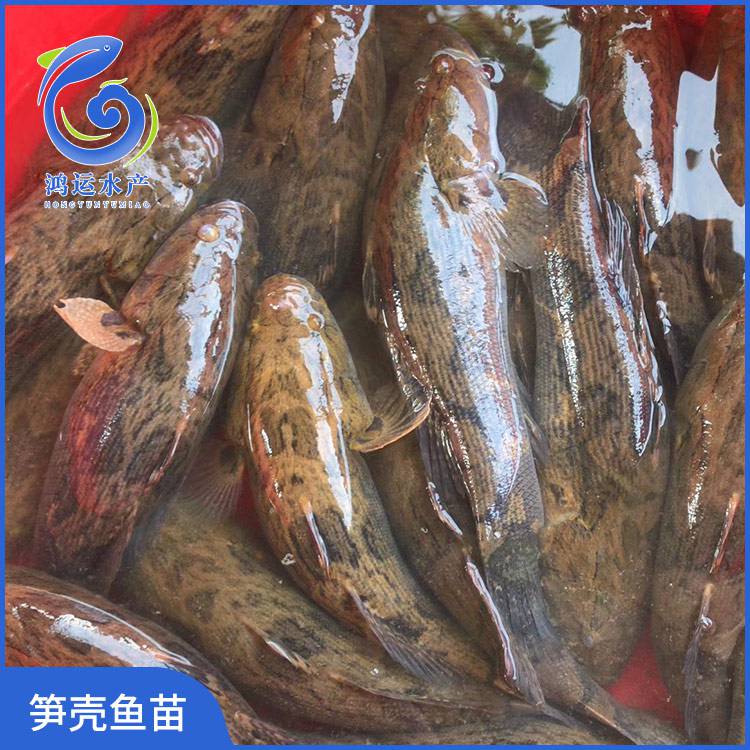 广东广州杂交笋壳鱼苗 纯种泰国笋壳鱼苗 澳洲笋壳鱼产地销售商